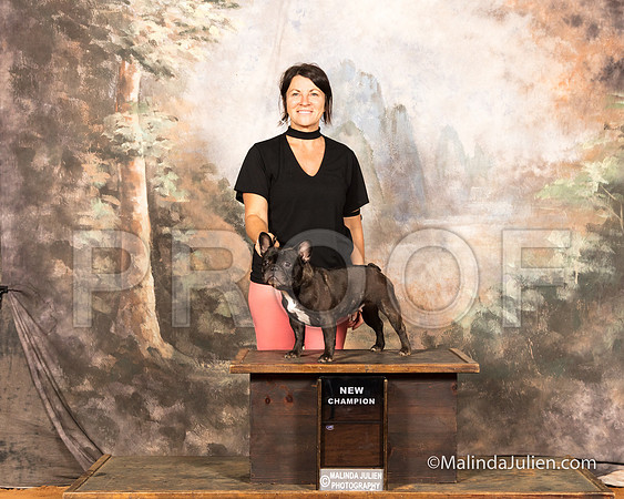 French Bulldog Sun S2 NCh Christine Wills-SSR_9867-MrshllUKC2018-HR3