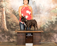 French Bulldog Sun S2 NCh reshoot Christine Wils