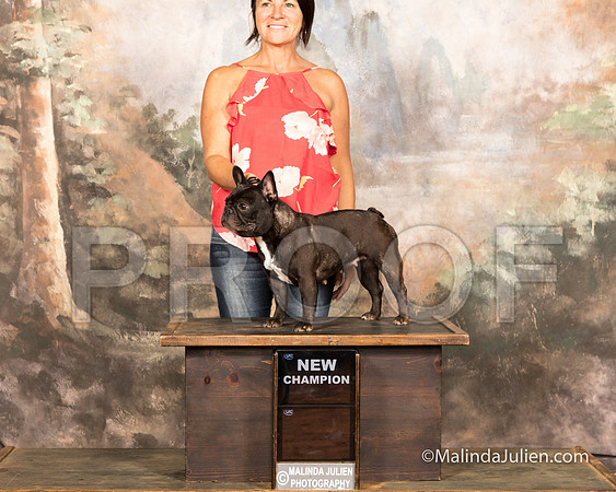 French Bulldog Sun S2 NCh reshoot Christine Wils-SSR_9881-MrshllUKC2018-HR3