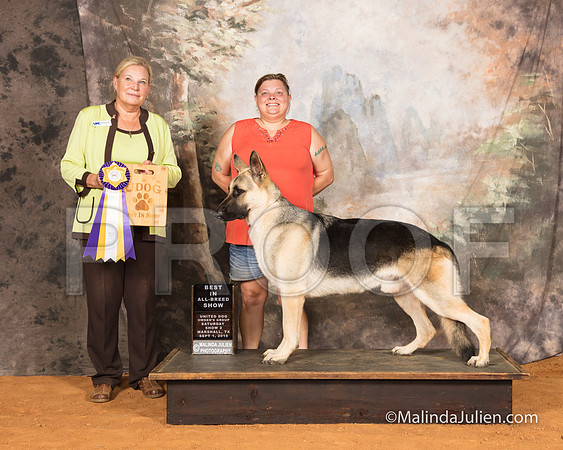 German Shepherd Dog Sat S2 BIABS Jessica McRae Judge Kathy Short-SSR_9634-MrshllUKC2018-HR3