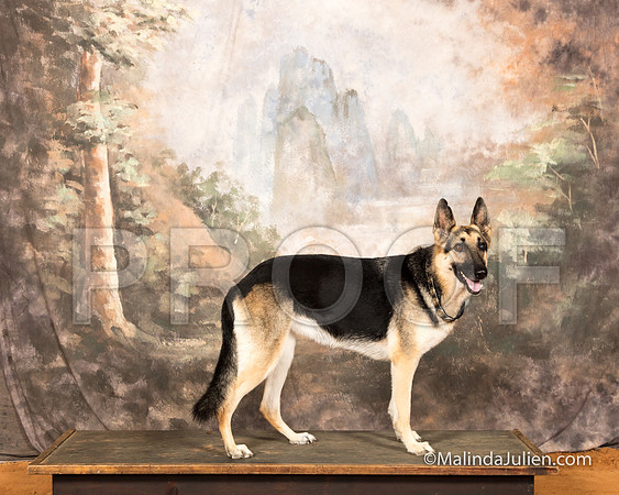 German Shepherd Dog Sun Fawnda Piner-SSR_9695-MrshllUKC2018-HR3