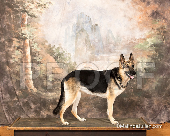 German Shepherd Dog Sun Fawnda Piner-SSR_9697-MrshllUKC2018-HR3