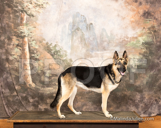 German Shepherd Dog Sun Fawnda Piner-SSR_9698-MrshllUKC2018-HR3