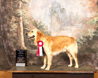 Golden Retriever Sun S1 URO-1 Julie Whitehead