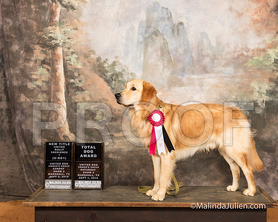 Golden Retriever Sun S1 URO-1 Julie Whitehead-SSR_9789-MrshllUKC2018-HR3