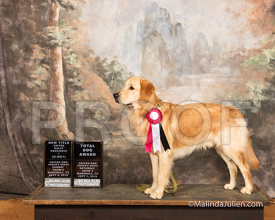 Golden Retriever Sun S1 URO-1 Julie Whitehead-SSR_9792-MrshllUKC2018-HR3