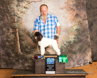 Poodle Miniature Fri S1 NCh G3 Doug Matney