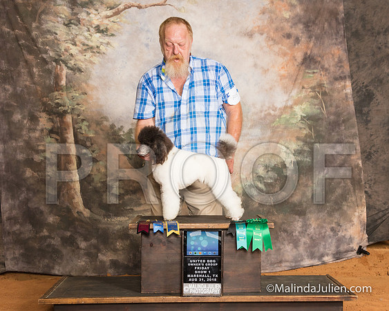 Poodle Miniature Fri S1 NCh G3 Doug Matney-SSR_9410-MrshllUKC2018-HR3