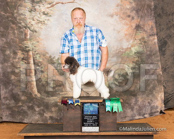 Poodle Miniature Fri S1 NCh G3 Doug Matney-SSR_9411-MrshllUKC2018-HR3