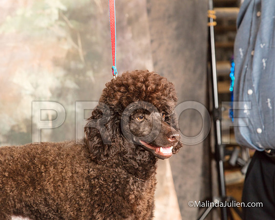Poodle Miniature Sat Velma Stoneburner-SSR_9531-MrshllUKC2018-HR3