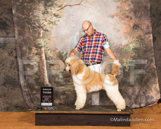 Poodle Standard Fri S2 G3 Roy Symes-SSR_9538-MrshllUKC2018-HR3