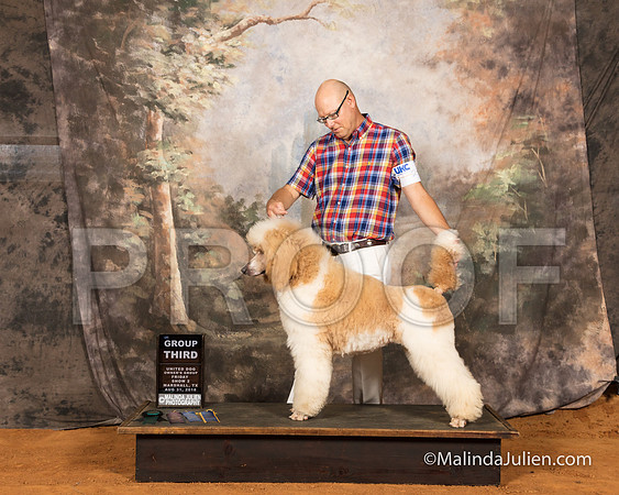 Poodle Standard Fri S2 G3 Roy Symes-SSR_9539-MrshllUKC2018-HR3