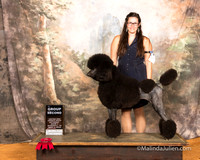 Poodle Standard Sat G2 Stormi Ferguson