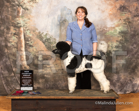 Poodle Standard Sat S1 NCh Mona Stilson-SSR_9684-MrshllUKC2018-HR3