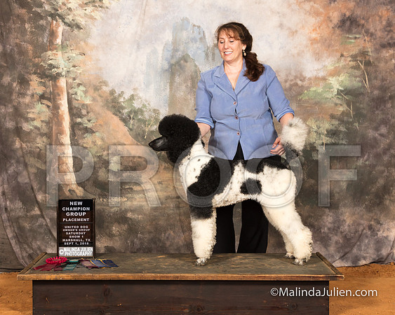 Poodle Standard Sat S1 NCh Mona Stilson-SSR_9685-MrshllUKC2018-HR3