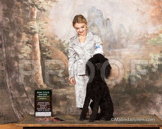 Poodle Standard Sun S1 NewAgi Melissa Priddy-SSR_9733-MrshllUKC2018-HR3