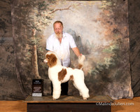 Poodle Standard Sun S2 NCh Doug Matney