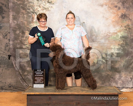 Poodle Standards Sun S2 NC Teija Maynard Judge Tina-SSR_9900-MrshllUKC2018-HR3