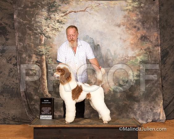 Poodle Standard Sun S2 NCh Doug Matney-SSR_9815-MrshllUKC2018-HR3