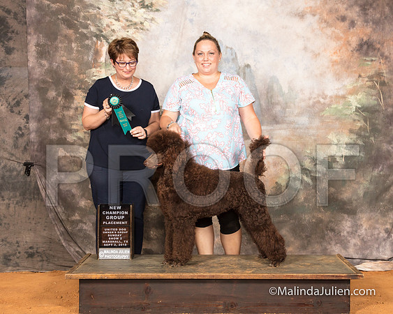 Poodle Standards Sun S2 NC Teija Maynard Judge Tina-SSR_9901-MrshllUKC2018-HR3