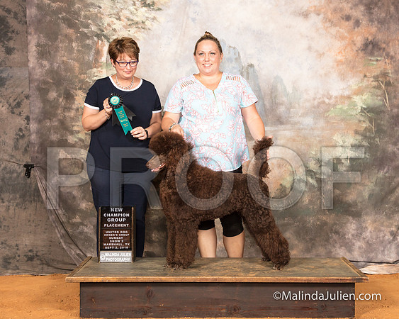 Poodle Standards Sun S2 NC Teija Maynard Judge Tina-SSR_9902-MrshllUKC2018-HR3
