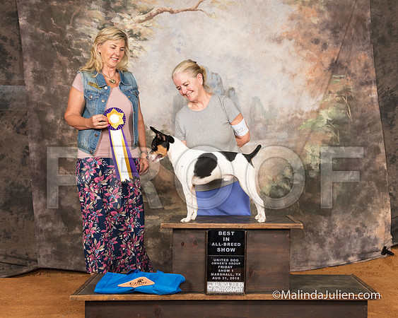 Rat Terrier Fri S1 BIABS Barbie Trammell Judge Cynthia Sanders-SSR_9426-MrshllUKC2018-HR3