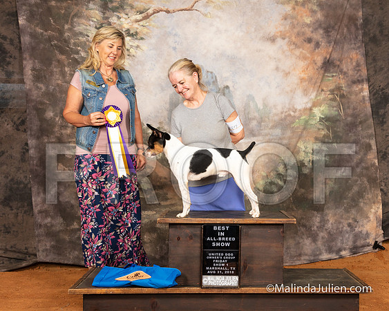 Rat Terrier Fri S1 BIABS Barbie Trammell Judge Cynthia Sanders-SSR_9427e1-MrshllUKC2018-HR3