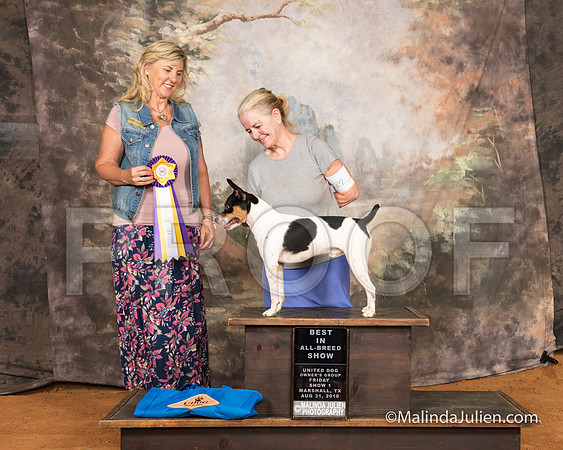 Rat Terrier Fri S1 BIABS Barbie Trammell Judge Cynthia Sanders-SSR_9432-MrshllUKC2018-HR3