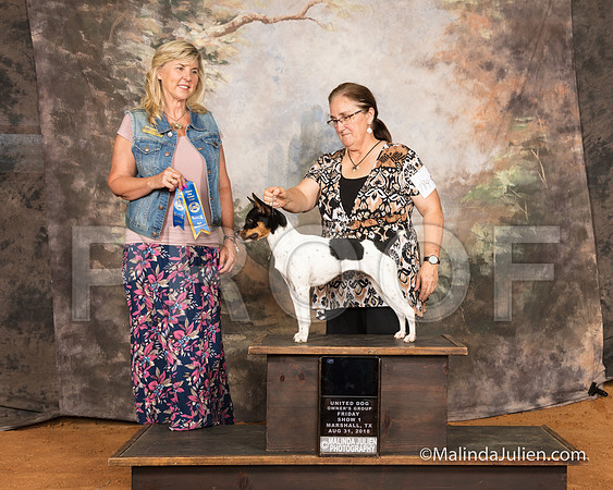 Rat Terrier Fri S1 Nch BF Debbie Holmes Judge Cynthia Sanders-SSR_9438-MrshllUKC2018-HR3