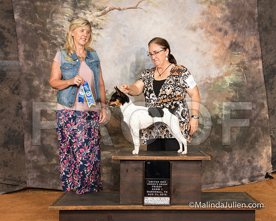 Rat Terrier Fri S1 Nch BF Debbie Holmes Judge Cynthia Sanders-SSR_9437-MrshllUKC2018-HR3