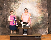 Rat Terrier Sun S2 ABIABS Judge Brenda Landers