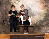 Rat Terrier Sun S2 BOW Renee Morgan Judge Tina