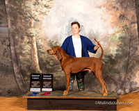 Redbone Coonhound Fri Sat G1 G2 Lynn Hill