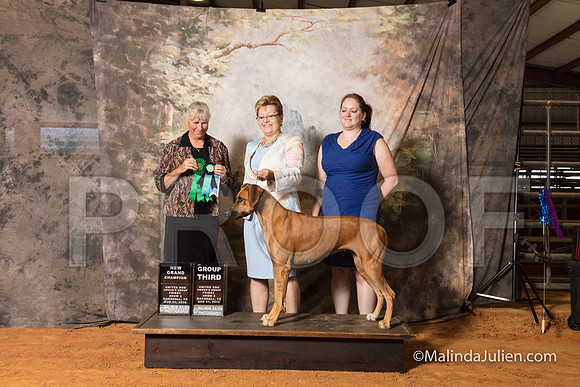 Rhodesian Ridgeback Fri S2 G3 NGrCh 1 Jane Simmons Judge Cindy Sanders-SSR_9484-MrshllUKC2018-HR3