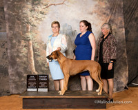 Rhodesian Ridgeback Fri S2 G3 NGrCh Judge Cindy Sanders