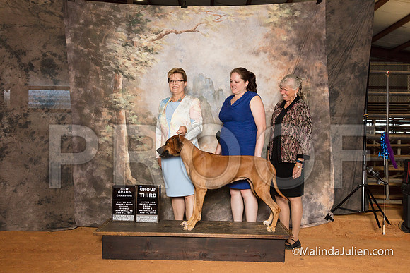 Rhodesian Ridgeback Fri S2 G3 NGrCh Judge Cindy Sanders-SSR_9494-MrshllUKC2018-HR3