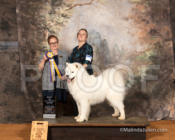 Samoyed Sun S1 BIABS Bethani Walder-SSR_9749-MrshllUKC2018-HR3
