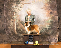 Shetlan Sheepdog Sun S2 G4 Patti Runge