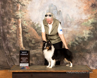 Shetland Sheepdog Sun S2 BFemale Janet Irby