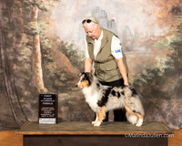 Shetland Sheepdog Sun S2 ItmF 1st Janet Irby