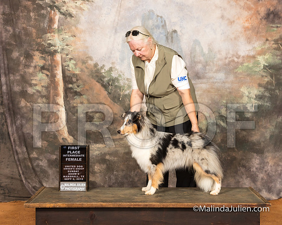 Shetland Sheepdog Sun S2 ItmF 1st Janet Irby-SSR_9823-MrshllUKC2018-HR3