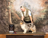 Shetland Sheepdog Sun S3 RCh Janet Irby