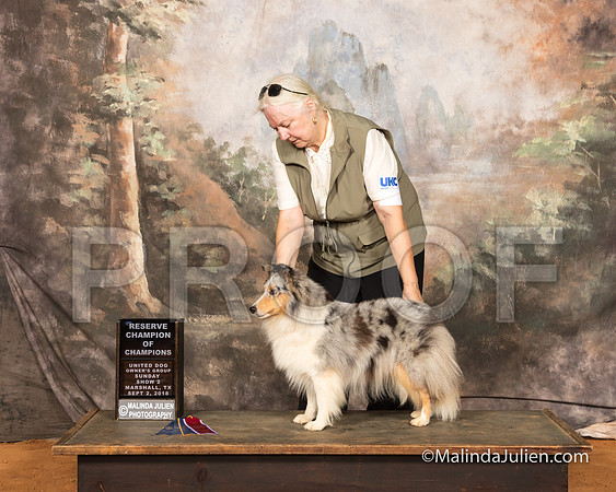 Shetland Sheepdog Sun S3 RCh Janet Irby-SSR_9825-MrshllUKC2018-HR3