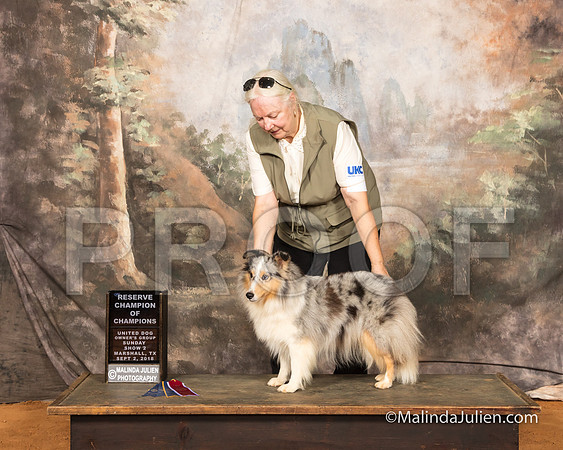 Shetland Sheepdog Sun S3 RCh Janet Irby-SSR_9827-MrshllUKC2018-HR3