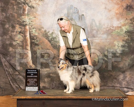 Shetland Sheepdog Sun S3 RCh Janet Irby-SSR_9828-MrshllUKC2018-HR3