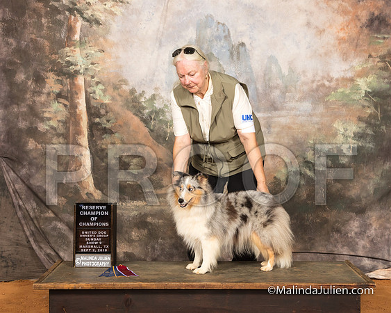 Shetland Sheepdog Sun S3 RCh Janet Irby-SSR_9829-MrshllUKC2018-HR3