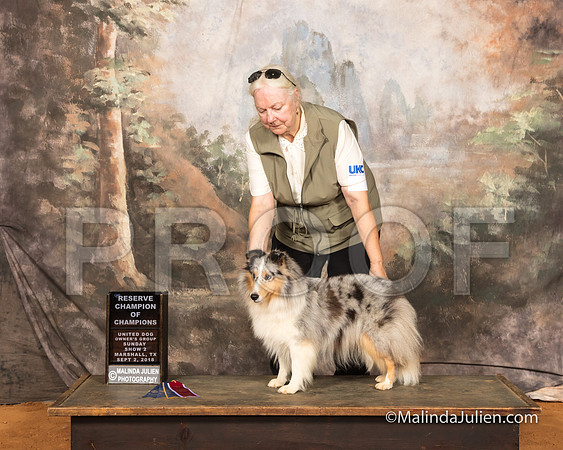 Shetland Sheepdog Sun S3 RCh Janet Irby-SSR_9830-MrshllUKC2018-HR3