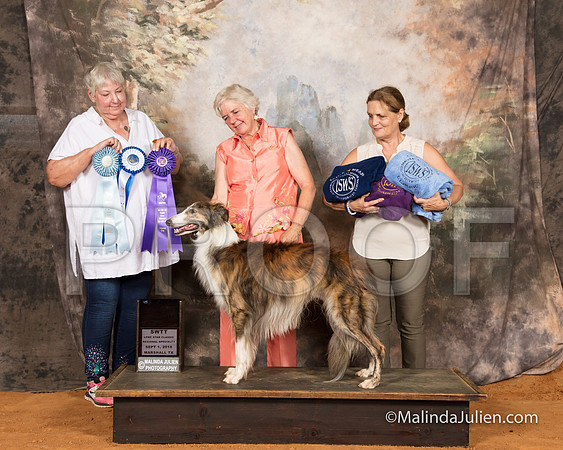 Silken Windhound #13 Sat BOW Maj BBE WD Judge Lynn Wall-SSR_9603-MrshllUKC2018-HR3