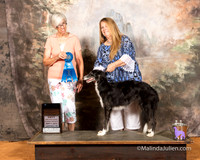 Silken Windhound #22 Sat Spec AmBredBitch 1st Susan Collarafi
