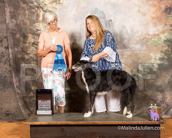 Silken Windhound #22 Sat Spec AmBredBitch 1st Susan Collarafi-SSR_9645-MrshllUKC2018-HR3